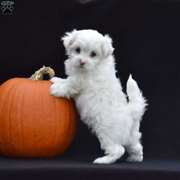 Spike, Maltese Puppy